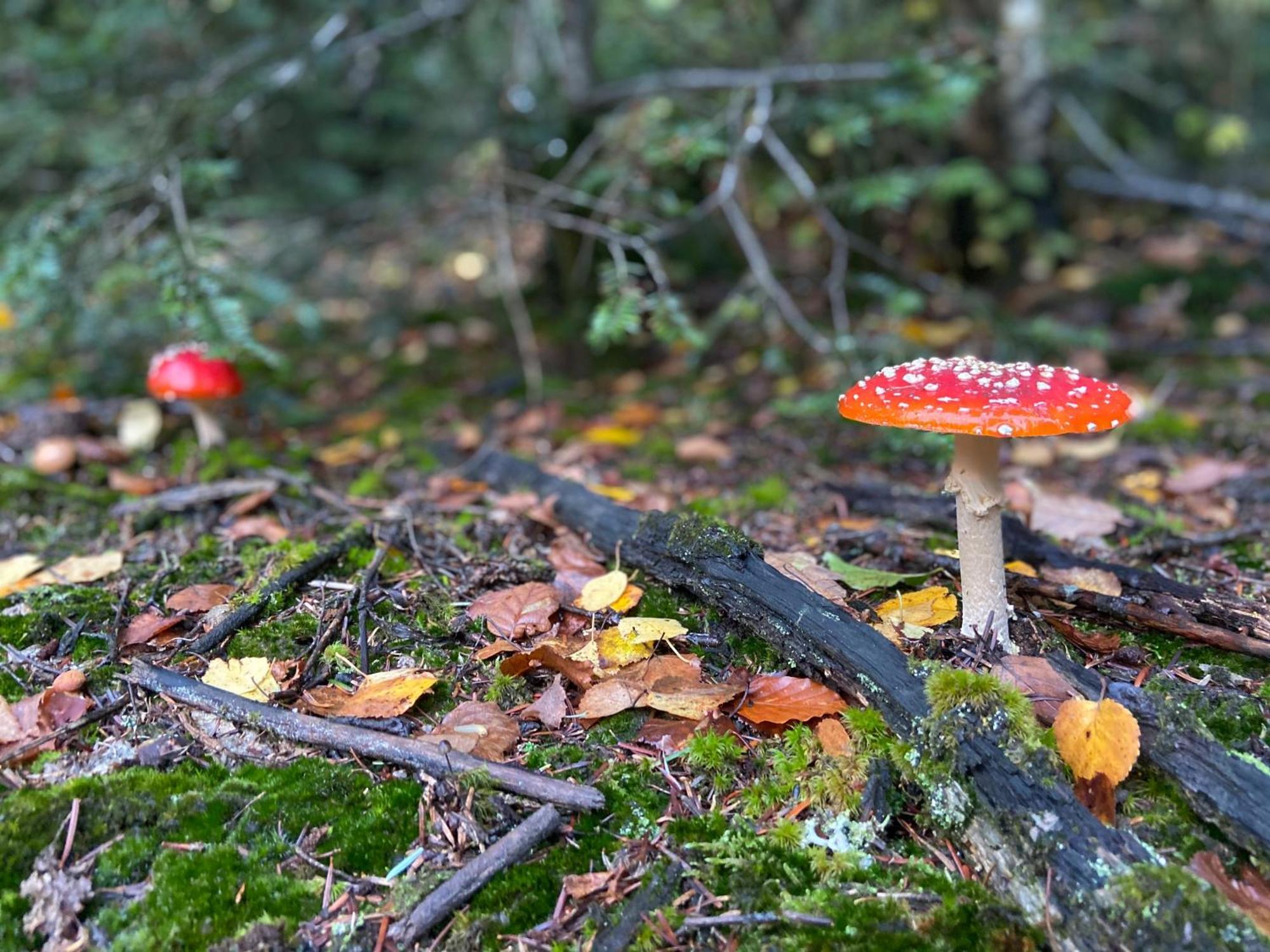 Morvan La Pastourelle Quarré-les-Tombes Exteriör bild